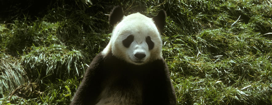 Expedition China