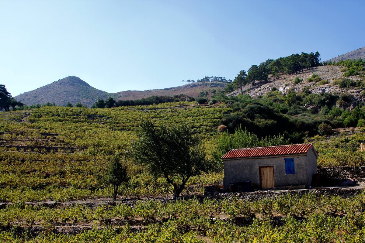 Wander Samos / Oberhalb Kokkari