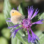 Herbst, Blumen, Schmetterlinge in der Valmaira
