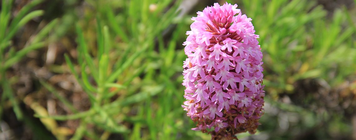 Wandern Lago Maggiore: Blume am Wegesrand