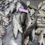 Wanderungen an der Algarve / Frischer Fisch in der Markthalle
