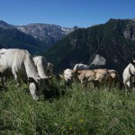 Wanderwoche Valle Maira / Kühe